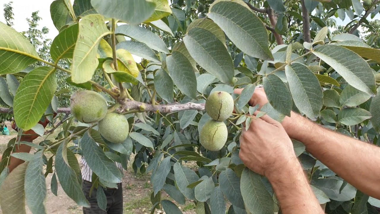 Cevizde Uç Kesimi Budama Karşılaştırması