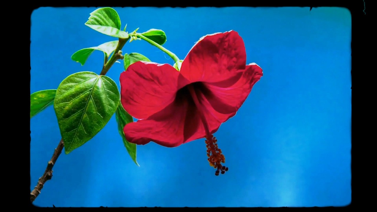 Hey Look Listen - Stop Motion