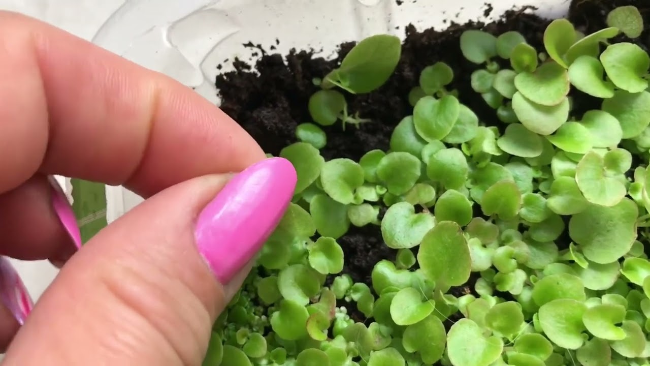 ВЫРАЩИВАНИЕ БЕГОНИИ ИЗ СЕМЯН 🌱 Как посеять БЕГОНИЮ