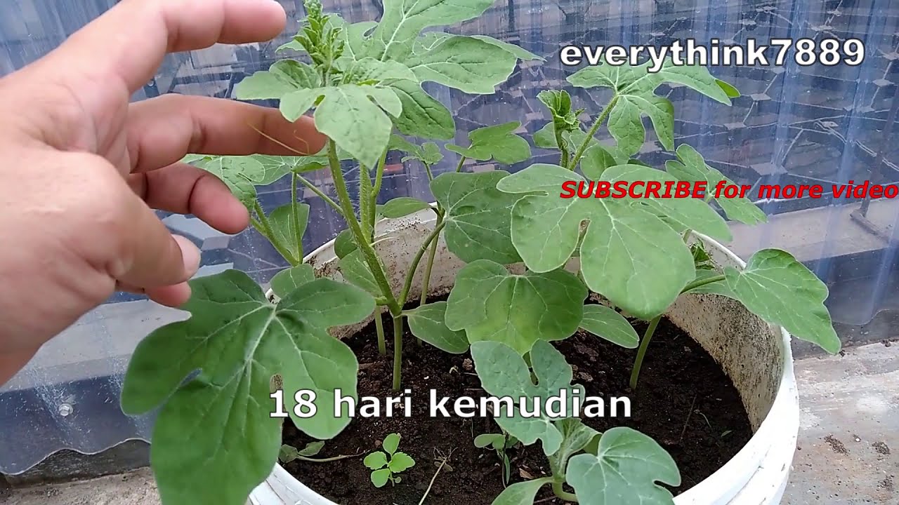 Tips menanam semangka dari biji sampai berbuah | planting watermelon seeds ‎@Everythink7889 