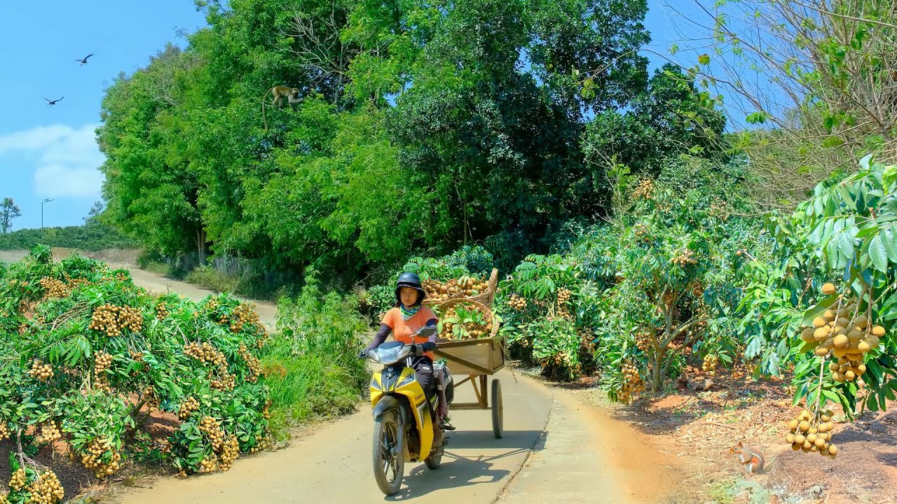 Harvest A Truckload Of Longan To Sell At The Market, Pick Greens For Chickens And Ducks, Clear Weeds