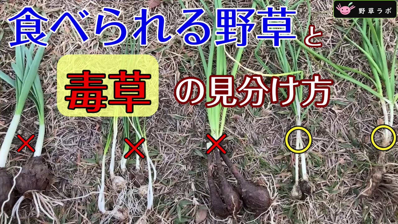 【毒草】と【食べられる野草】の見分け方。ノビル、カンゾウ、野生ニラ、ヤマラッキョウ、スイセン、ヒガンバナ、ヤブラン、タマスダレ比べてみました。