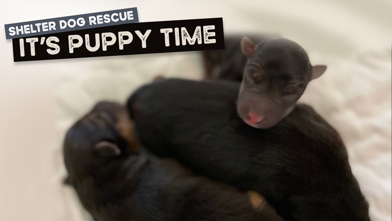 Lucy the German Shepherd’s puppies are born early this morning