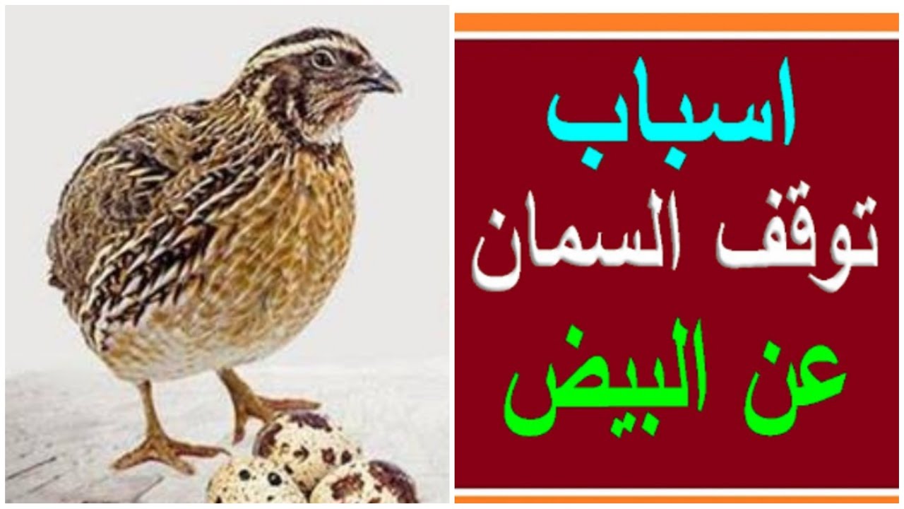 أسباب انقطاع السمان عن وضع البيض.