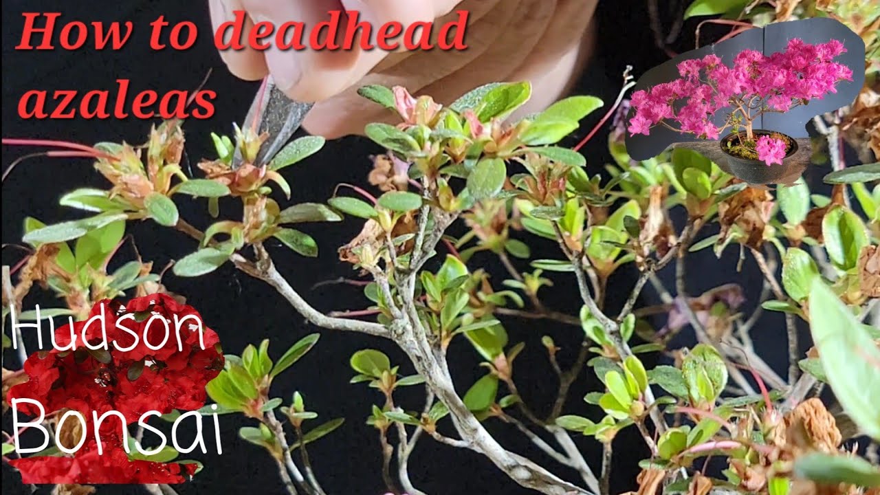 How to deadhead an azalea