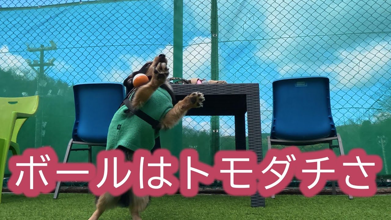 マイペースなチワックス【ノア】とマルシュナ【さんた】の今年初のドッグラン！