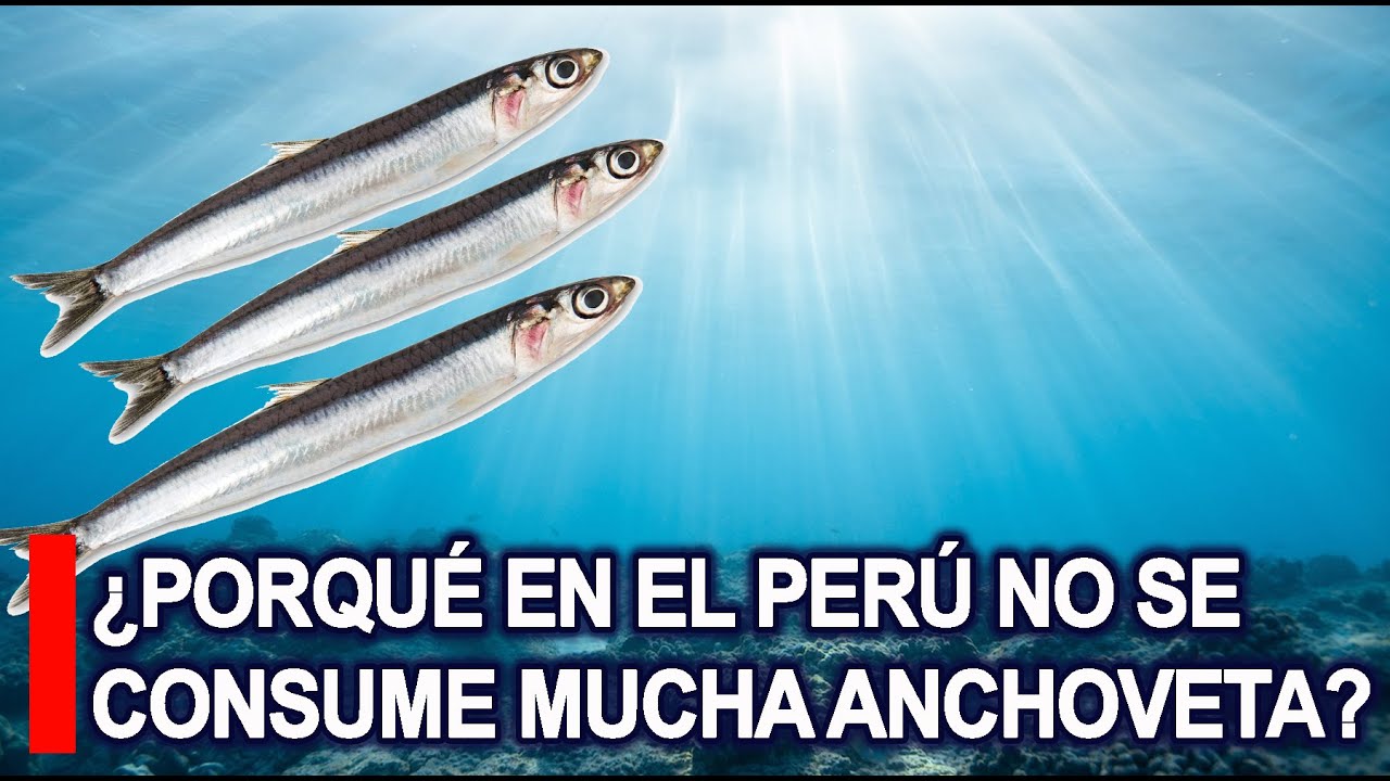 ¿Porqué en el Perú no se consume mucha anchoveta?