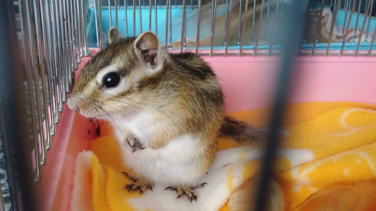 シマリス『ゆき』『陽翔』