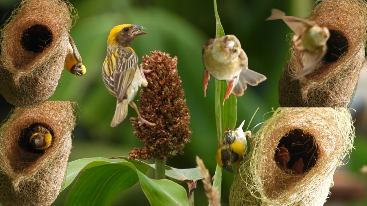 Baya Weaver Feeding Chicks Inside Nest 