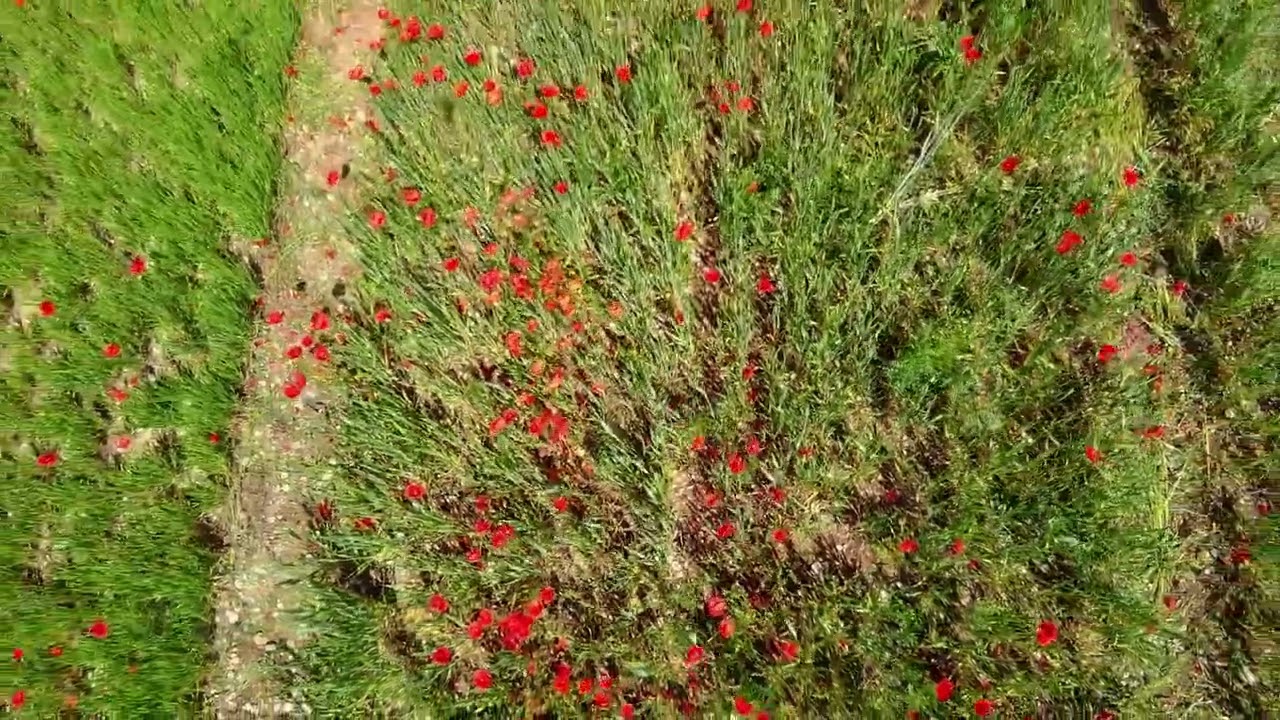 7^ Festa della Biodiversità a Buttapietra