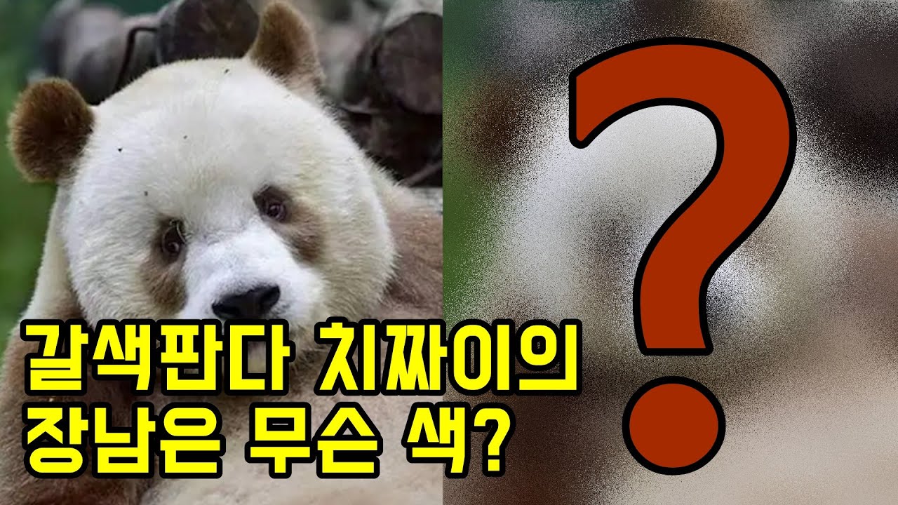 판다계의 고창석이라 불리는 푸바오와 친구인 갈색판다 치짜이 아들은 무슨 색?