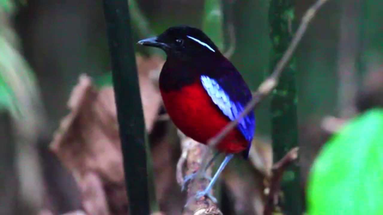 Birds of Sepilok - Rainforest birds of Sabah