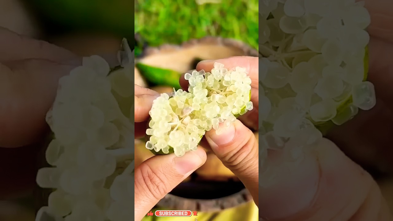 Finger Lemon? ll TOT FACTS