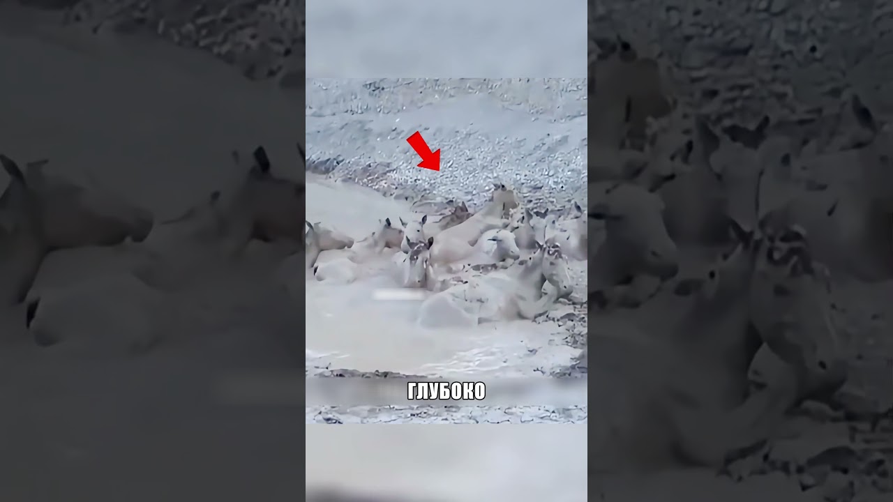 Табун диких лошадей попал В ЛОВУШКУ ✨🆘🐎