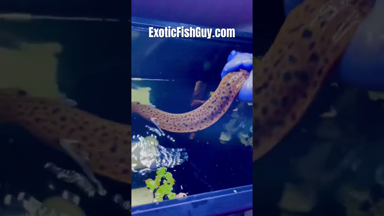 Freshwater Tiger Moray Eel (Gymnothorax Polyuranodon) ExoticFishGuy.com
