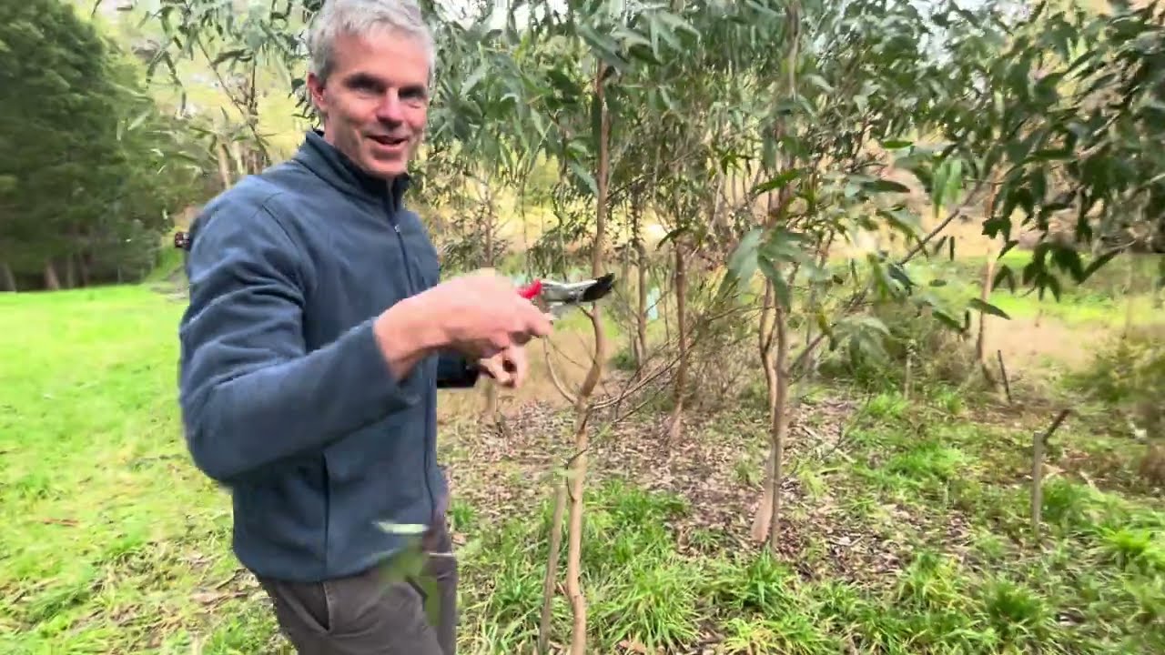 Target Pruning or Crown Reduction