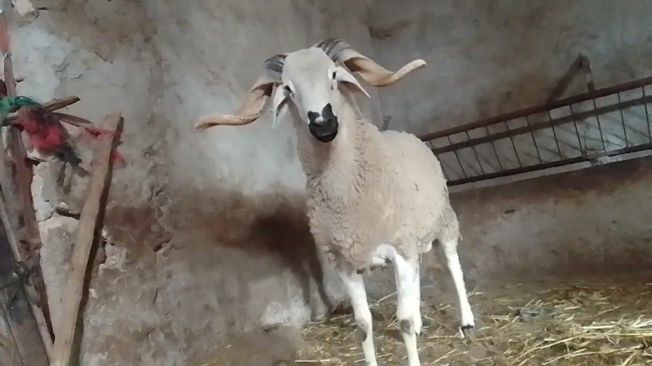 هاد لحول مليح للبيع للغاه اتاصل0662783857