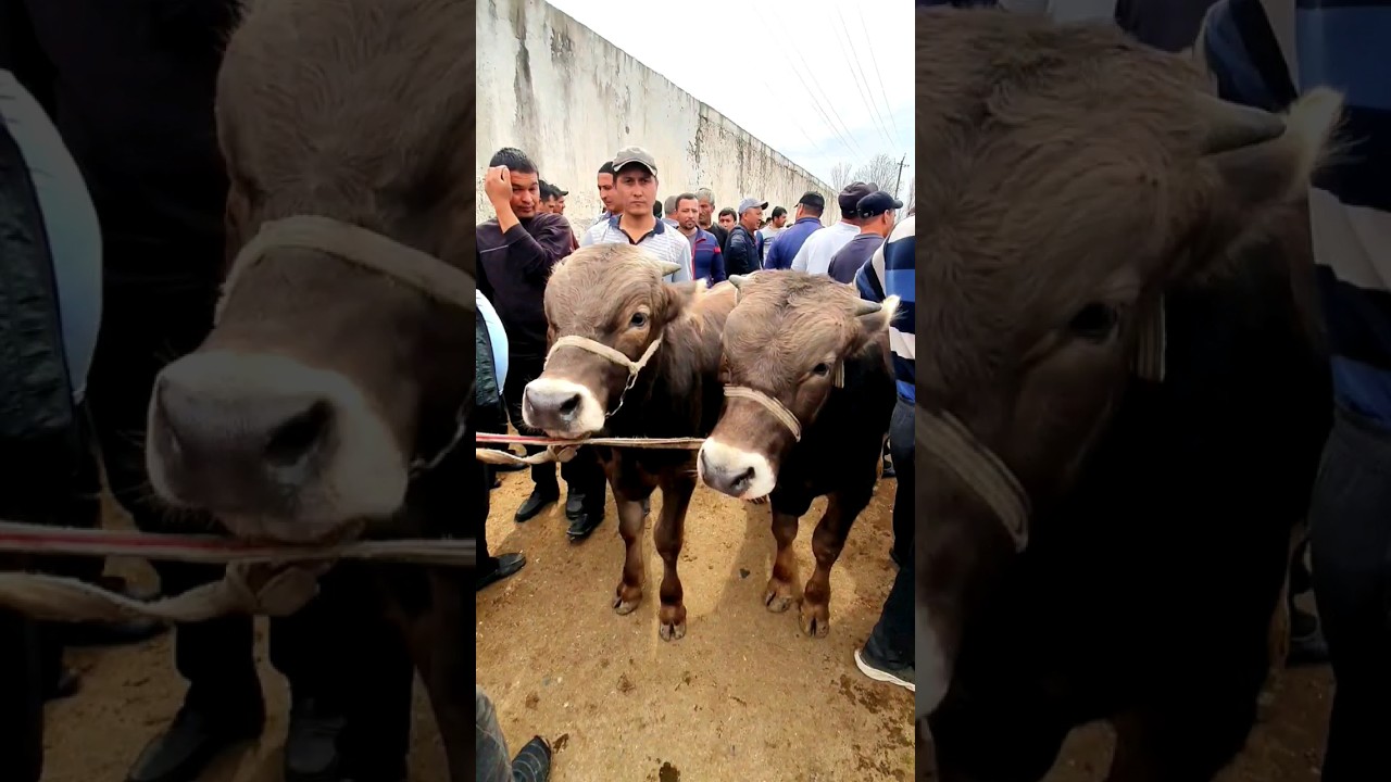 29млн га 2тасини бермаёпти. Китоб мол бозори. #molbozor #chorva #shorts #trending #short #shortvideo
