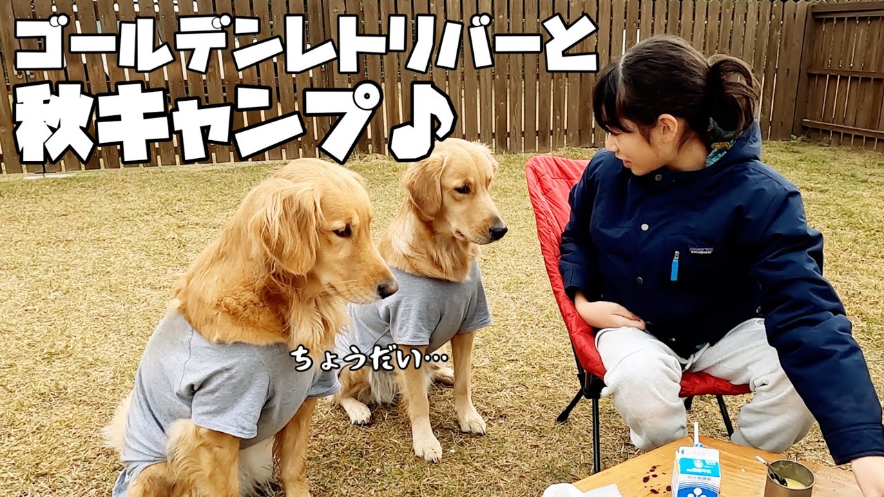 【大型犬と秋CAMP】お姉ちゃんのキャンプ飯を狙うゴールデンレトリバー