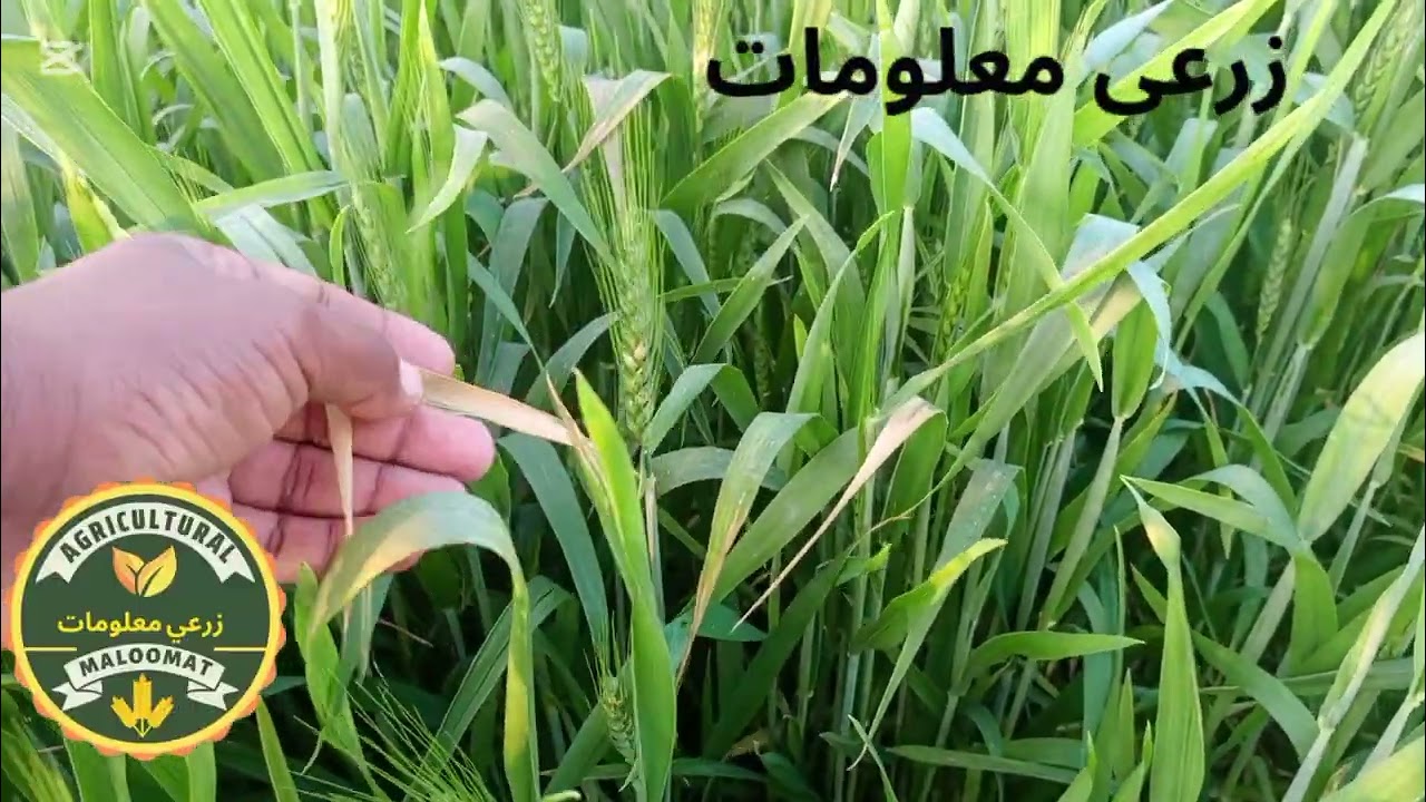 Pest scouting of wheat crop for diseases گندم کے فصل میں بیماریوں کی تلاش @Agriculturalmaloomat 