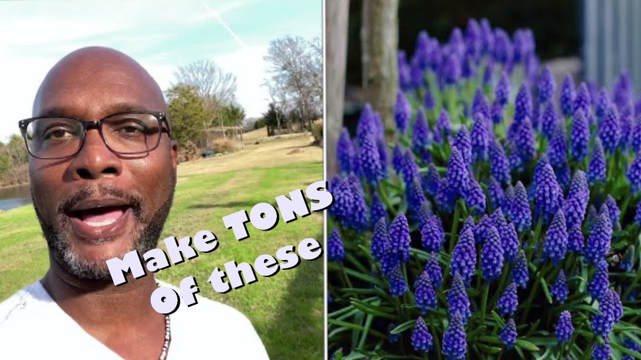 Plant Grape Hyacinth Muscari in your boarder //L.A.G.