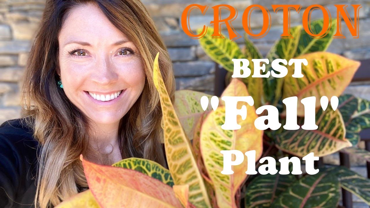 Croton Care Tips | Best Fall Plant! 🍂