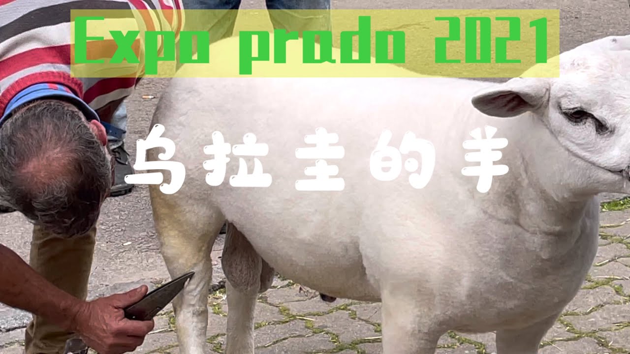 羊 oveja sheep Uruguay