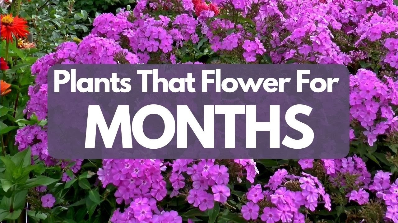Garden Plants That Flower For MONTHS ( My Favs)