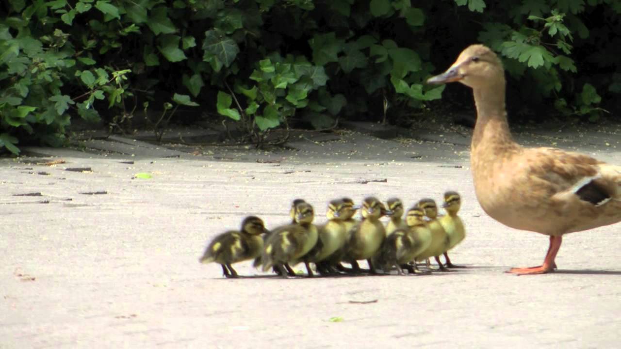 Ente f&uuml;hrt ihre K&uuml;ken aus