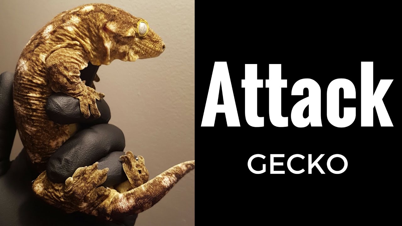 Giant Gecko Attack! Rhacodactylus Leachianus defensive noises - Reptile Edge