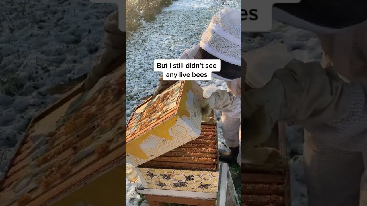 HIVE DEAD-OUT #honeybee #beehive #deadout #winterbees