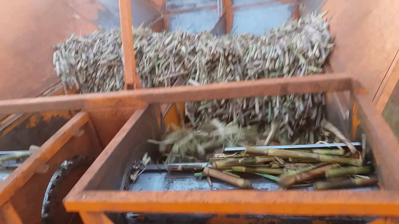 Plantio de cana picada