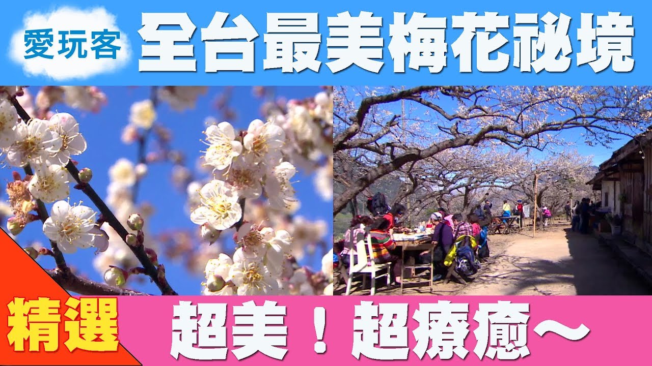 【南投】全台最美梅花祕境