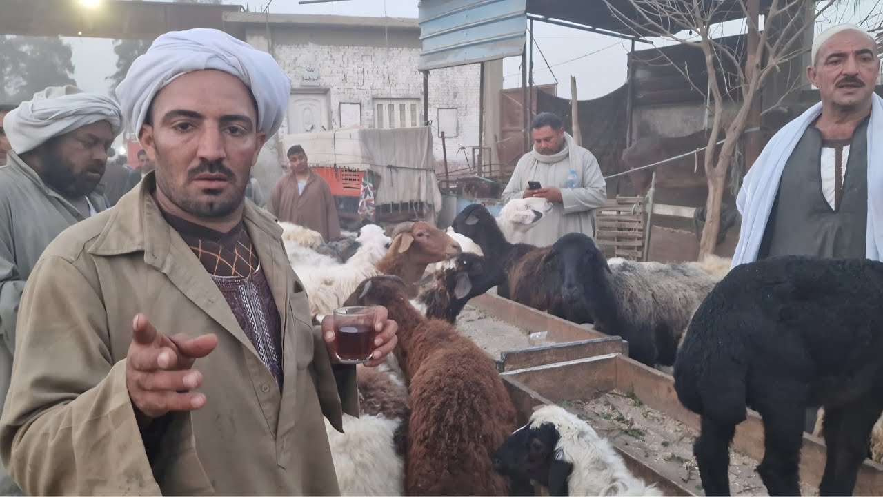 محدش يزعل دوام الحال من المحال الان من سوق قطور دا اخر سوق هاتشوفوه للأسف وعمران دلوقت