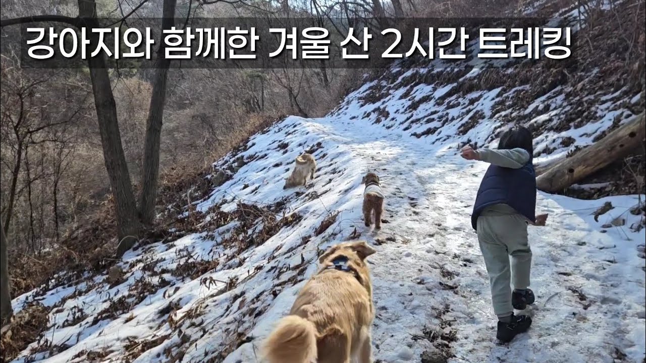 강아지들과 함께한 작은 순간들 마음이 편해진 겨울 트레킹