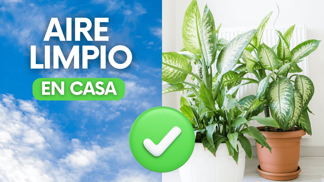 🌿 5 Plantas de Interior que ABSORBEN la HUMEDAD de tu Hogar 🏡 - Plántate