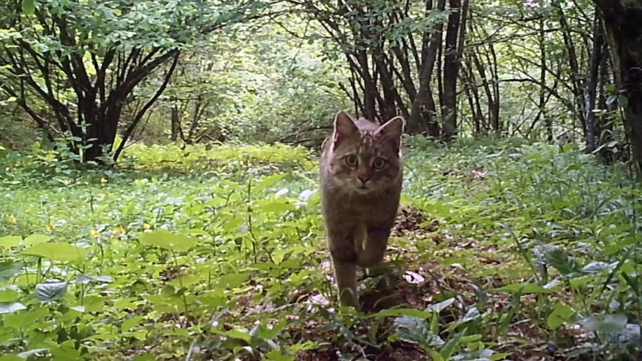 Fauna delle Prealpi Bellunesi - (Gatto selvatico, lupo, capriolo, cervo, picchio nero... )
