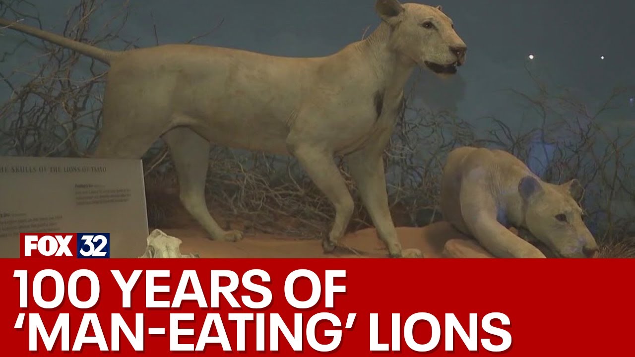 'Man-eating' lions: Celebrating 100 years at the Field Museum