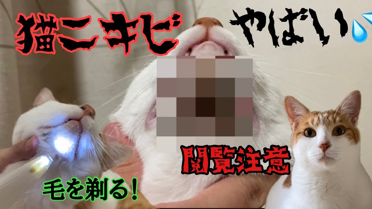 猫ニキビがひどいので全剃りすることにしました