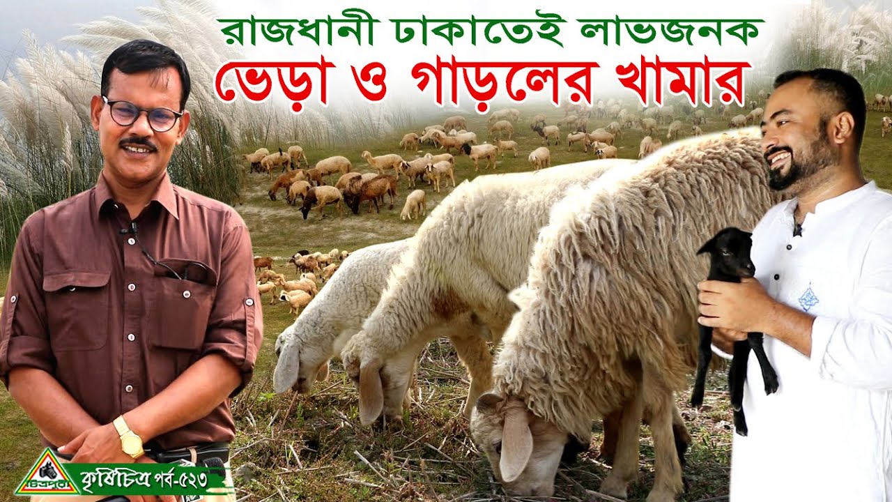 523-রাজধানী ঢাকাতেই লাভজনক ভেড়া ও গাড়লের খামার । চিত্রপুরী কৃষিচিত্র / Chitrapuri Krishichitra