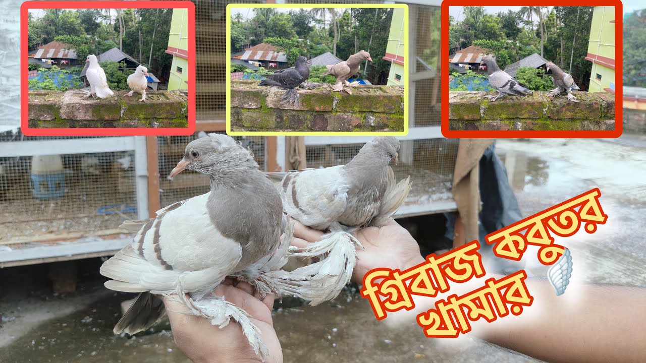 গ্রীবাজ কবুতর খামার ! রাজশাহী কবুতর ।ঝামুর কবুতর। মুর্শিদাবাদী তল গরম কবুতর বাজি দেখিয়ে কবুতর সেল❤️