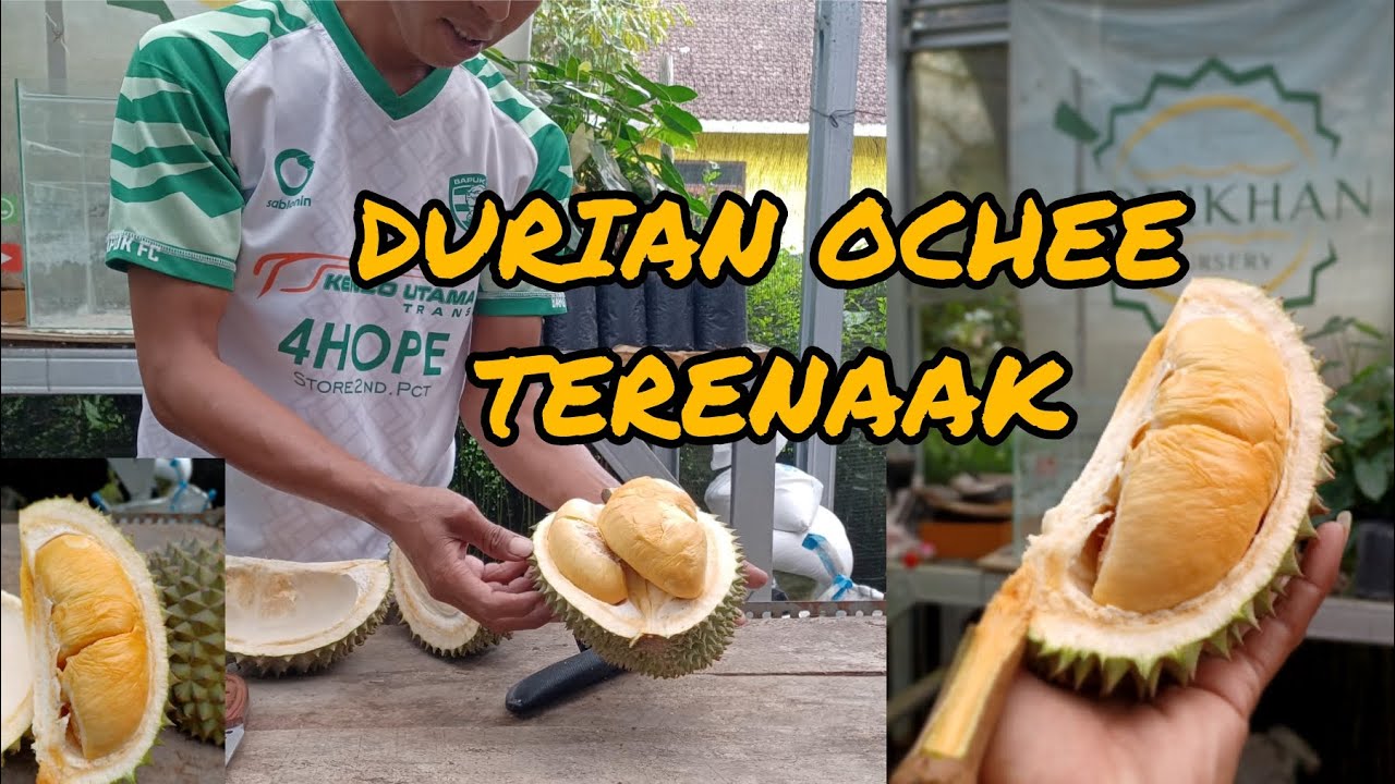 Durian Ochee Kelas Premium