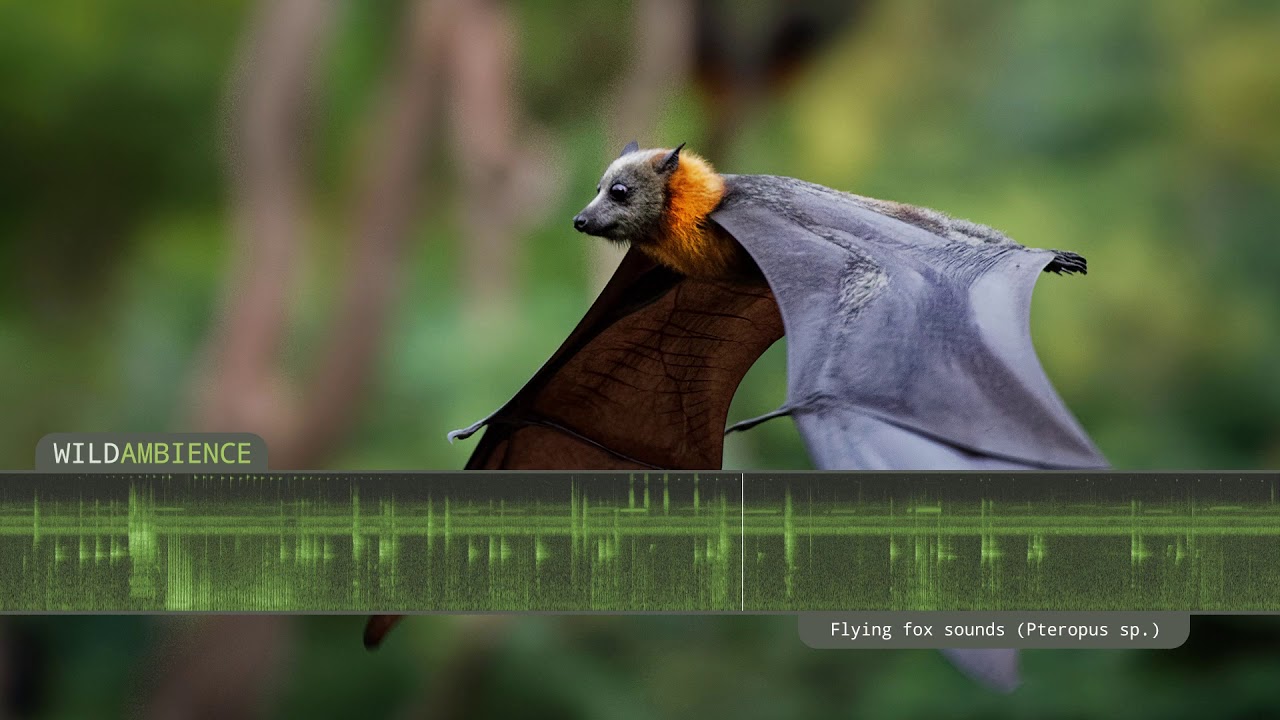 Flying Fox (Fruit Bat) Sounds - The shrieking calls of flying foxes at night in the Australian bush
