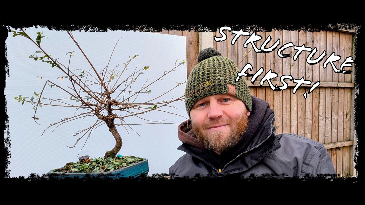 🌳 Китайский вяз 1A – Весенняя подготовка и обрезка для придания формы.