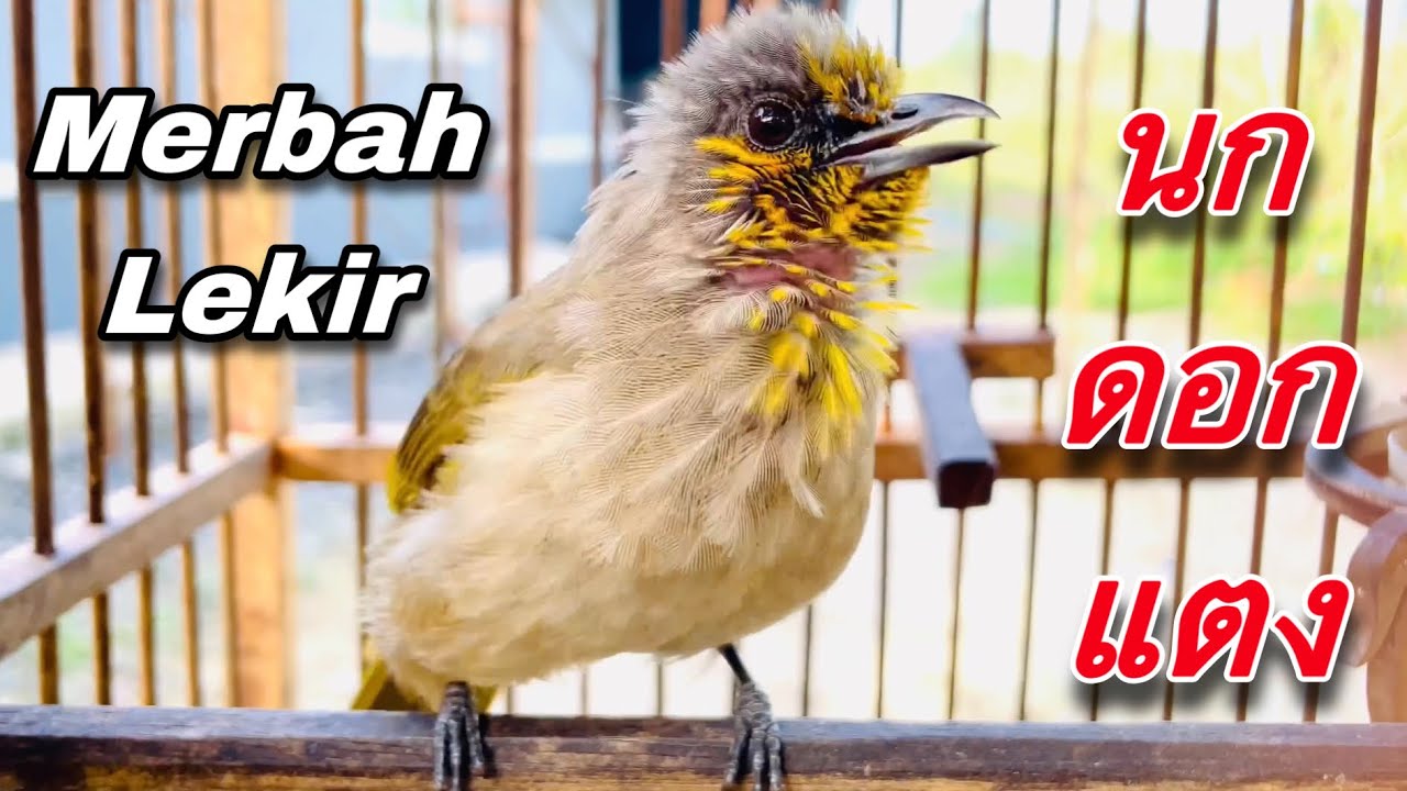 เสียงนกดอกแตง เจ้าจิงโจ้ ขนใหม่ suara merbah lekir 1/2023 | birdwild chaiya