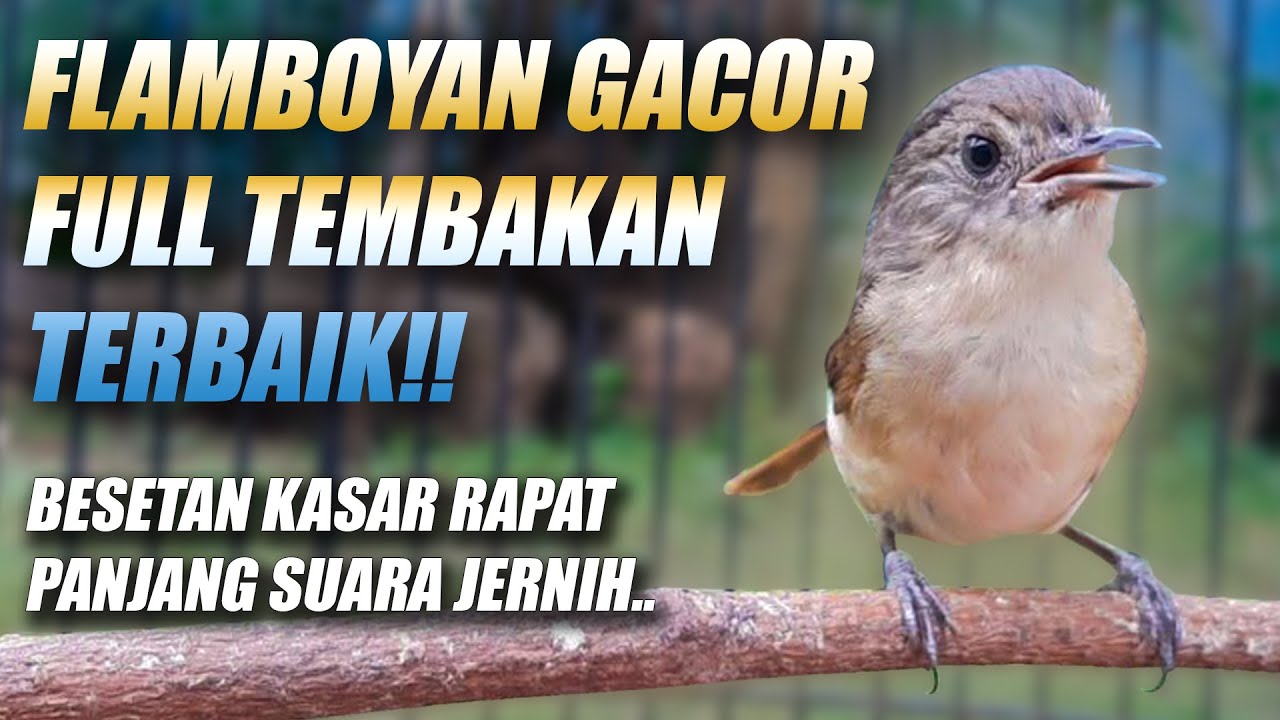 MASTERAN FLAMBOYAN GACOR FULL NGEBREN DURASI PANJANG - PANCINGAN FLAMBOYAN MALAS BUNYI AGAR EMOSI