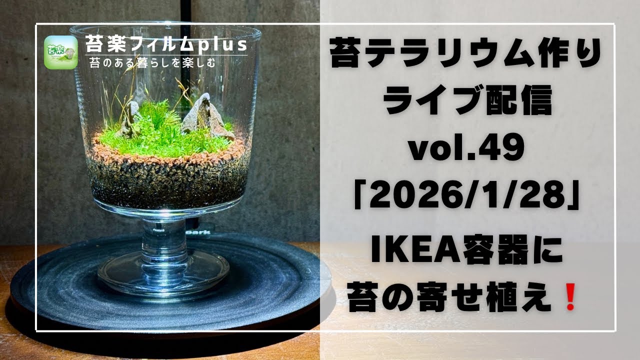 【IKEA容器に苔の寄せ植え❗️】苔テラリウム作りLive 苔楽フィルムplus