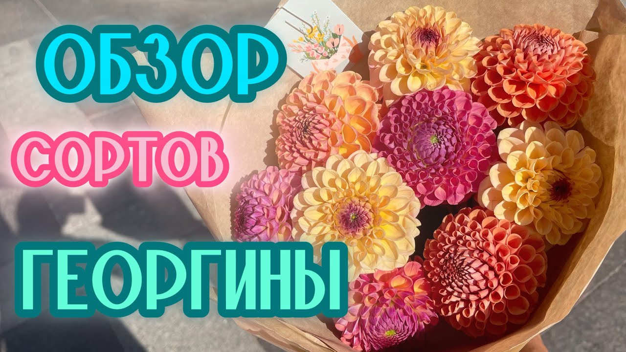 ТОП 5 Лучших Сортов! МОИ ГЕОРГИНЫ. Обзор #милыйдом