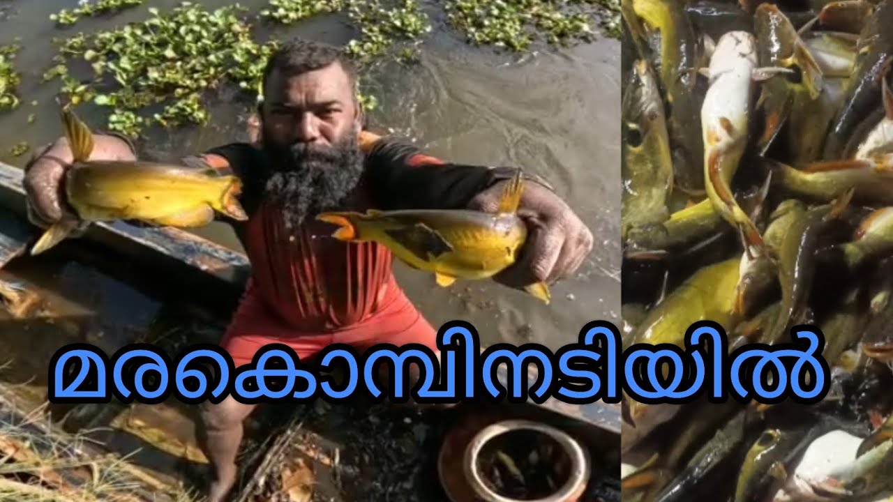#realfishing#reallife#kerala#allfish#indiafishing#india#fish#all#fishing#kuttanadanfishing#allfish
