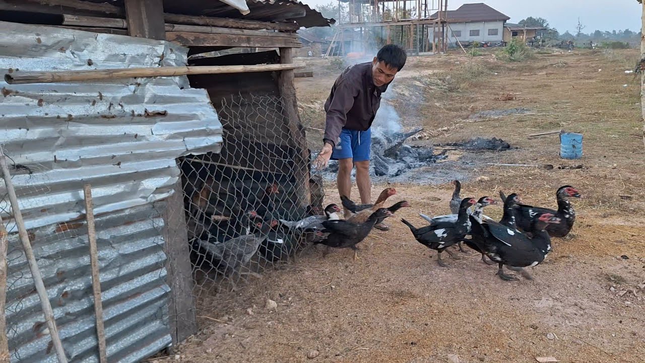 วิถีชีวิตบ้านนอกบ่าวจ่อยเกือเป็ดไก่ยามเช้าก่อนไปทำงาน12 มกราคม ค.ศ. 2026